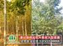 河南潢川银杏树