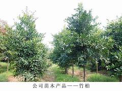 贵港苗木供应|南宁口碑好的绿化苗木价格&nbsp;&nbsp;广西苗木种植基地&nbsp;&nbsp;广西苗木供应