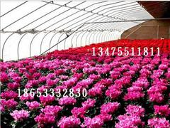 土建大棚设计厂家-山东靠谱的花卉温室大棚&nbsp;&nbsp;花卉温室大棚建设&nbsp;&nbsp;花卉温室大棚设计