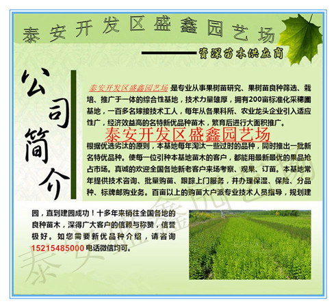 邢台市0.8公分以上油叶花椒树苗批发价格