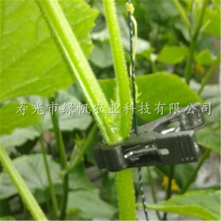 西红柿/黄瓜/西葫芦专用吊秧夹 落秧夹 扶蔓夹  西红柿吊秧夹  黄瓜落秧夹