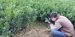 来宾柑橘苗价格&nbsp;&nbsp;南丰蜜橘苗&nbsp;&nbsp;默科特苗&nbsp;&nbsp;防城港果苗批发