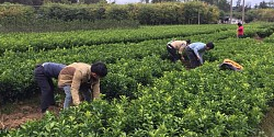 来宾优质广西果苗场价格&nbsp;&nbsp;南丰蜜橘苗&nbsp;&nbsp;默科特苗&nbsp;&nbsp;明柳桔苗