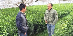 河池哪里有桔柚苗出售&nbsp;&nbsp;百色金秋沙糖桔苗&nbsp;&nbsp;贵州茂谷柑苗供应&nbsp;&nbsp;防城港果苗批发