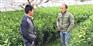 河池哪里有桔柚苗出售
