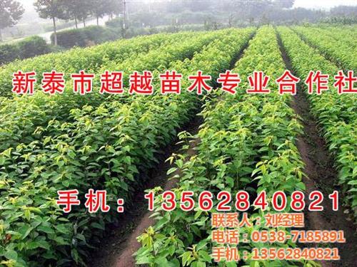 樱桃苗,新泰超越苗木,河南红灯樱桃苗&nbsp;&nbsp;山东樱桃苗供应&nbsp;&nbsp;河南美早樱桃苗