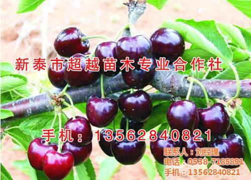樱桃苗、新泰超越苗木、山东黄蜜樱桃苗&nbsp;&nbsp;河南樱桃苗盆栽&nbsp;&nbsp;河南红灯樱桃苗