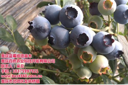 四川蓝莓苗,四川蓝莓苗,四川蓝莓苗价格&nbsp;&nbsp;四川蓝莓苗多少钱&nbsp;&nbsp;四川蓝莓苗基地