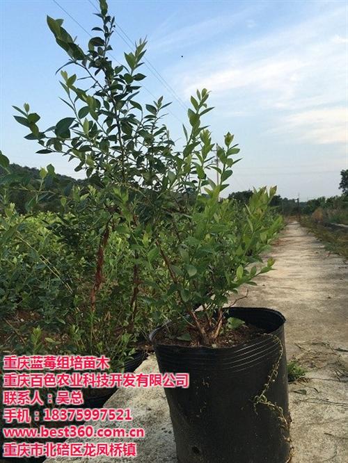 四川蓝莓苗木、四川蓝莓苗、四川蓝莓苗&nbsp;&nbsp;四川蓝莓种苗&nbsp;&nbsp;四川蓝莓苗价格