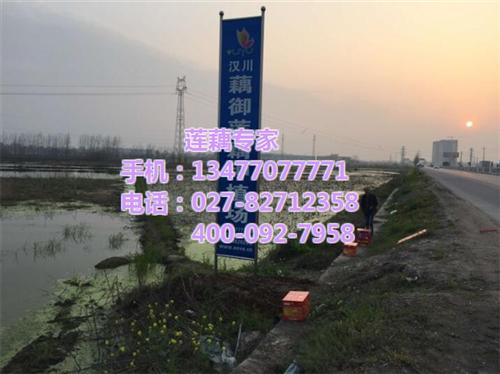 藕带种苗_武汉藕御农业发展有限公司_藕带 藕带种苗订购 藕带种苗供应 藕带种苗价格