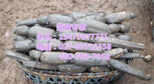 新鲜莲藕供应|新鲜莲藕|湖北藕种苗供应&nbsp;&nbsp;新鲜莲藕采购&nbsp;&nbsp;新鲜莲藕订购