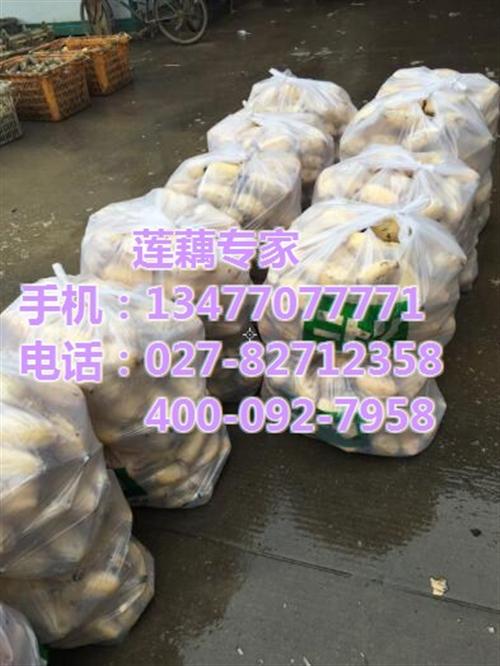 武汉藕御农业发展有限公司_菜藕_菜藕价格&nbsp;&nbsp;菜藕批发价&nbsp;&nbsp;菜藕采购