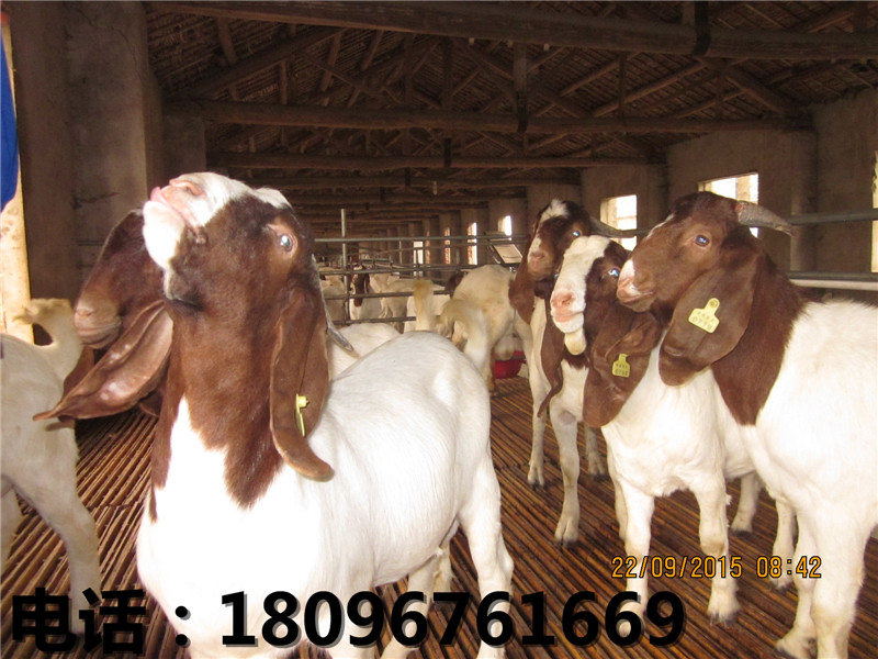 黄羊养殖基地——优惠的黄羊就在世新山羊养  乌骨羊价格  安徽乌骨羊