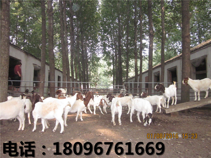 世新山羊养殖场供应优良的杜泊羊|杜泊羊价  杜泊羊价格  杜泊羊厂家