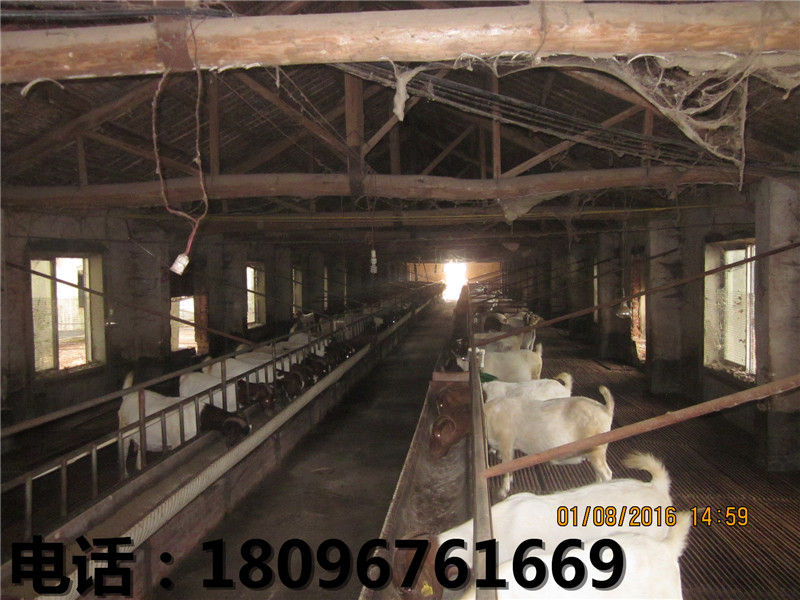 湖羊培育基地-好的湖羊世新山羊养殖场供应  湖羊种羊  阜阳湖羊