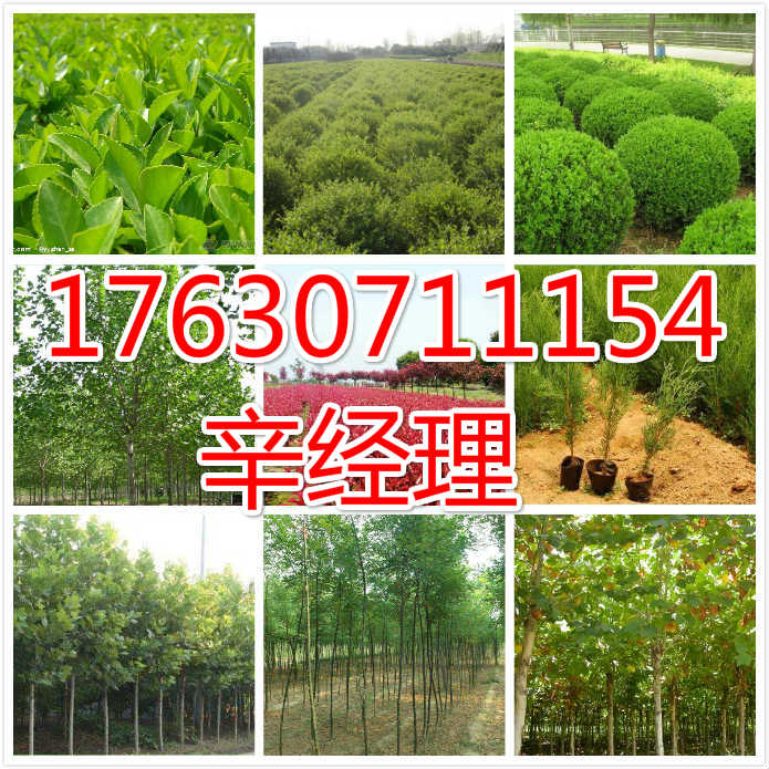 新密市周边供应6公分红叶碧桃苗圃【艺林苗木】  出售周边