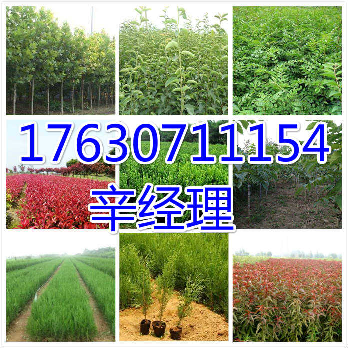 临汾周围6公分红叶碧桃种植基地【艺林苗木】  出售周围6公分红叶碧  供应周围6公分红叶碧