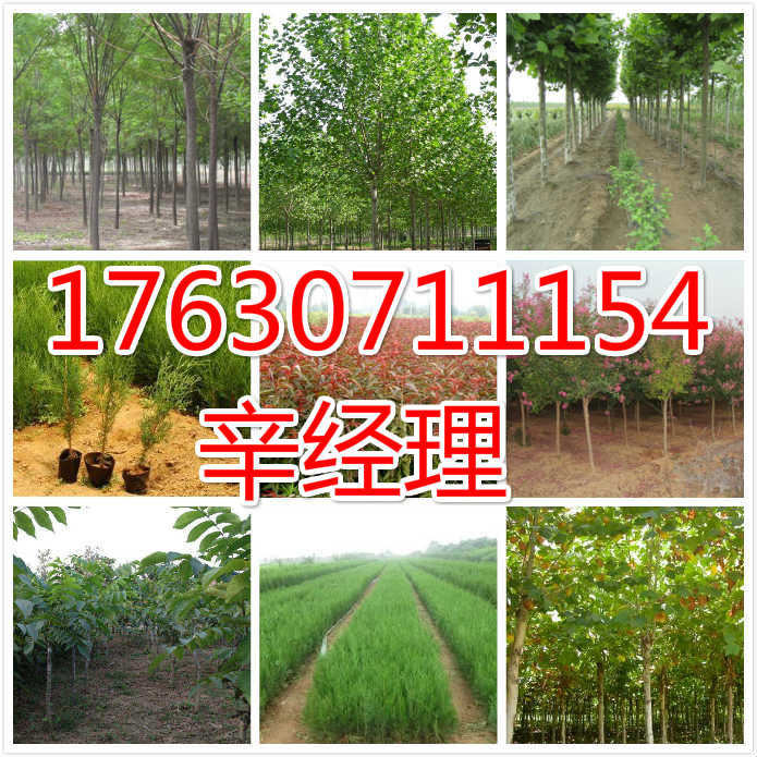 西安市周边销售5公分国槐苗圃【艺林苗木】  出售5公分国槐苗圃  供应周边