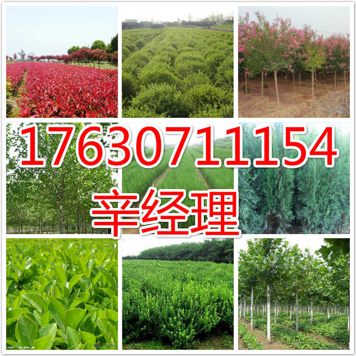 泊头出售百日红/梨树苗价格行情  出售行情  供应梨树苗