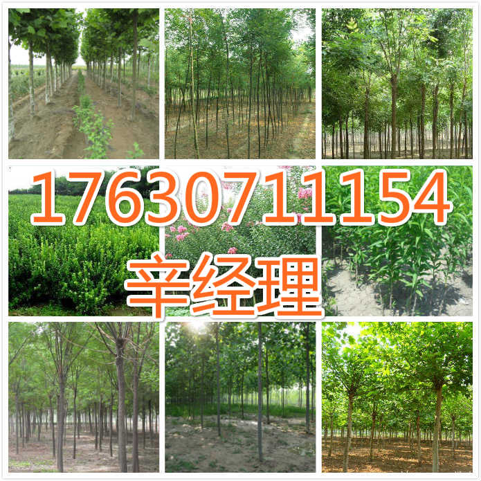 铜川长期出售合欢/石榴树苗2017最新报价 供应长期