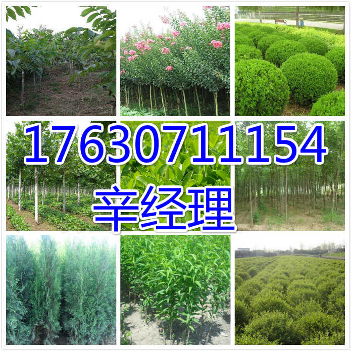 濮阳热销桃树苗基地报价【艺林苗木】  出售桃树苗基地  供应桃树苗基地