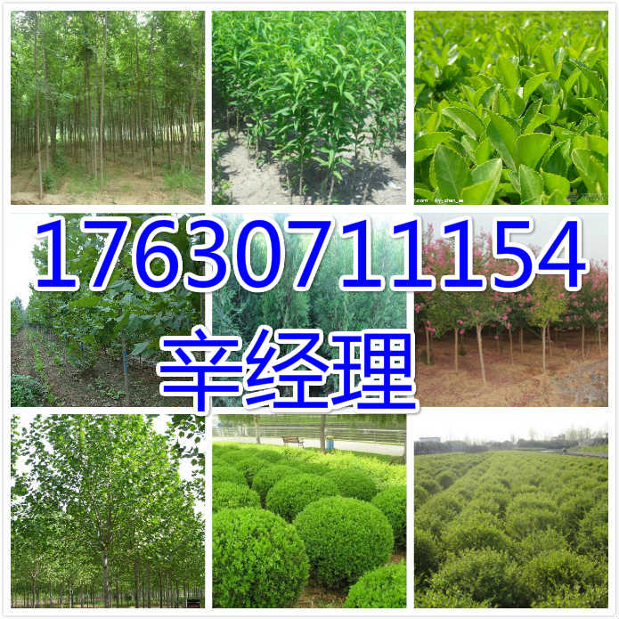 陕西供应刺槐/百日红价格行情 出售百日红 供应百日红