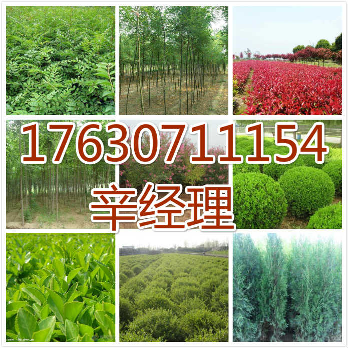 潜江大量供应苹果树苗/大叶女贞基地报价 出售大量 供应大量