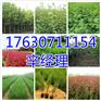 临汾周围6公分红叶碧桃种植基地【艺林苗木】