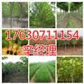 淮北附近花椒苗价格/报价【艺林苗木】