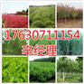 南阳直供苹果苗苗木基地【艺林苗木】