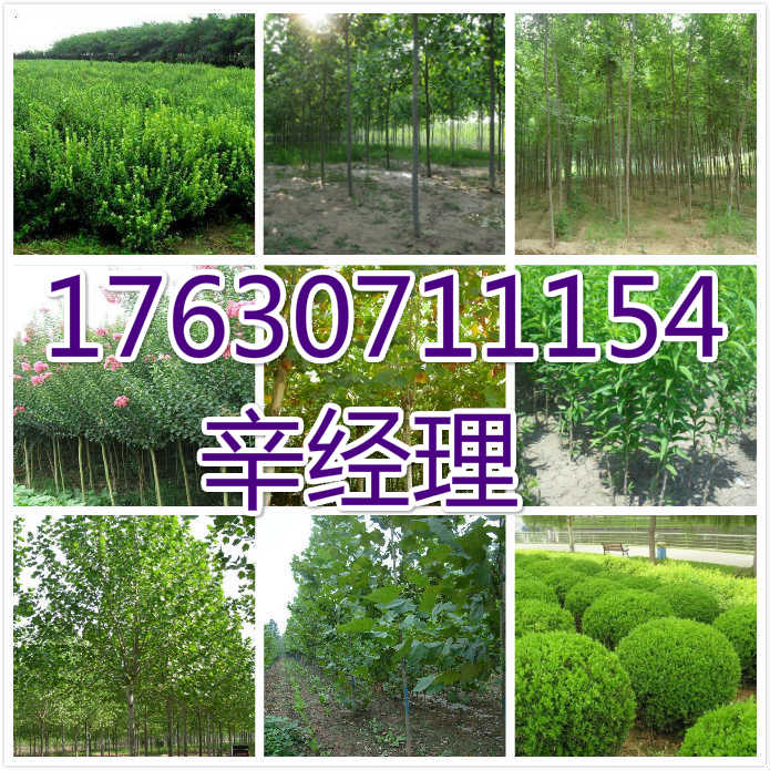 马鞍山大量供应桃树苗/豆瓣黄杨苗圃价格  出售桃树苗  供应大量