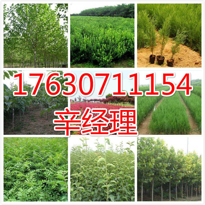 三门峡供应侧柏苗价格参考【艺林苗木】  出售参考