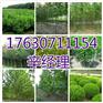 马鞍山大量供应桃树苗/豆瓣黄杨苗圃价格