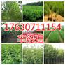 三门峡供应侧柏苗价格参考【艺林苗木】