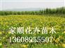 青州大花萱草小苗——供应山东有品质的大花