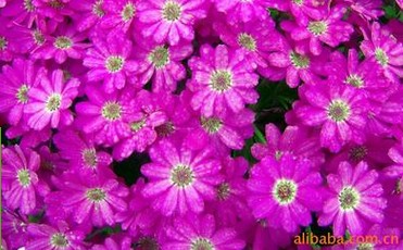 四川瓜叶菊种子批发 供应四川优惠的矮瓜叶&nbsp;&nbsp;矮瓜叶菊种子花卉