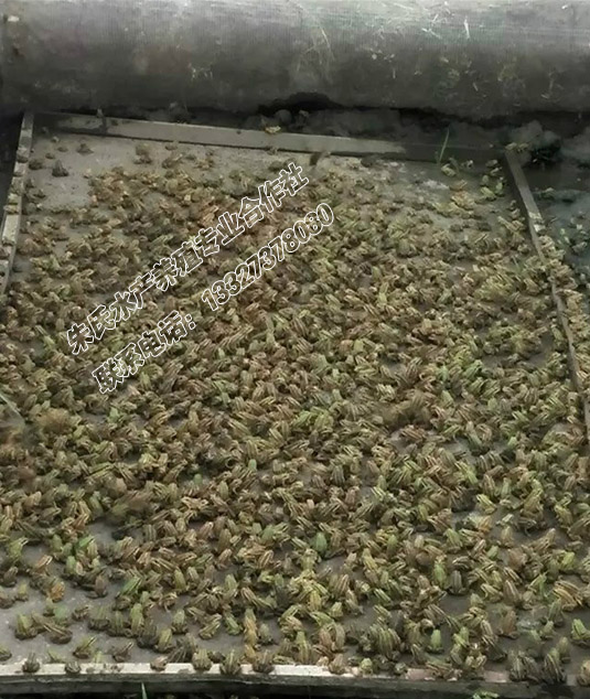 要买优惠的黑斑蛙，朱氏水产养殖专业合作社  黑斑蛙青蛙出血病  黑斑蛙青蛙肠炎