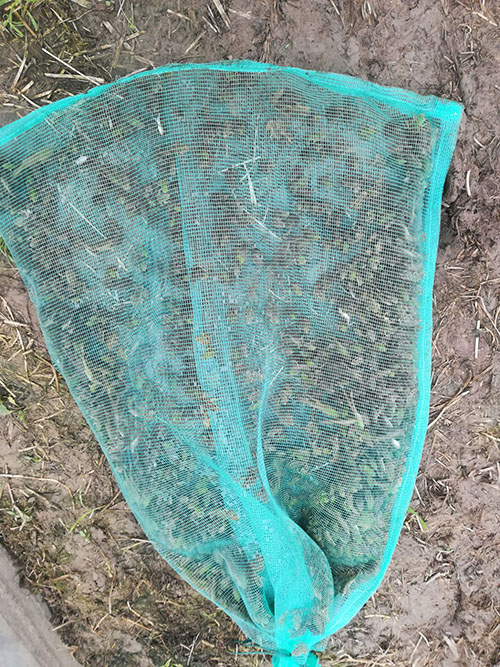 物超所值的青蛙幼蛙哪里有供应-抢手的青蛙  黑斑蛙青蛙幼蛙  蛙幼蛙种苗