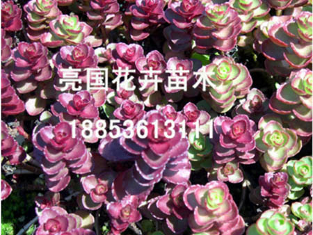 山东规模大的宿根花卉生产基地，三七景天基&nbsp;&nbsp;金光菊价格&nbsp;&nbsp;粉八宝景天