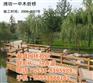 盈盛园林石业景观绿化(多图),烟台景观绿