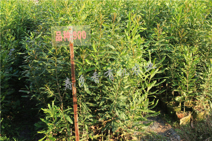 夏威夷果苗育苗基地 有品质的夏威夷果苗出 云南夏威夷坚果苗 云南坚果苗种植基地