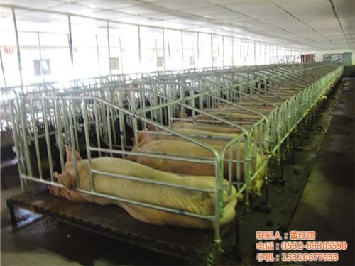 养猪设备|青驰源|辽宁养猪设备  养猪设备固液分离  烟台养猪设备