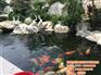 别墅庭院鱼池设计|庭院鱼池设计|金碧林(