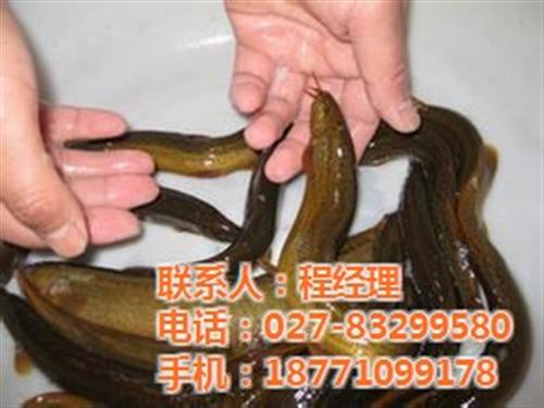 泥鳅养殖需要多久_泥鳅养殖_武汉瑞和园生  泥鳅养殖利润如何  泥鳅养殖三农致富