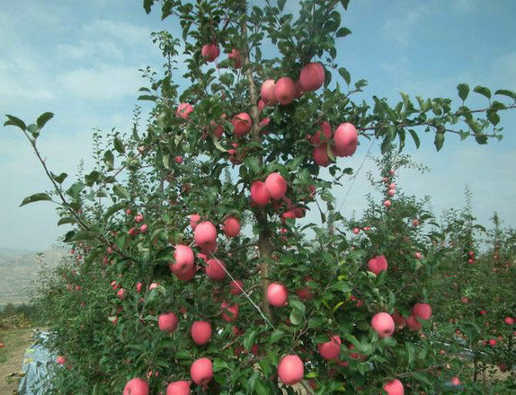 广东新2001苹果苗种植时间质优价廉