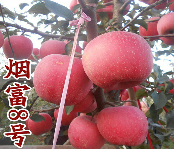 甘肃藤木一号苹果树价格表质优价廉