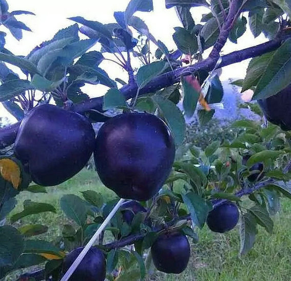 广东新2001苹果苗种植时间质优价廉