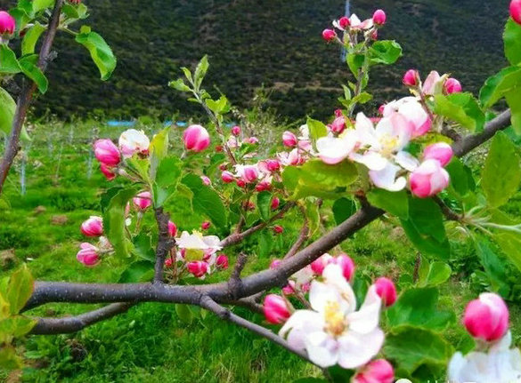 天津烟富3号苹果树苗供应咨询电话