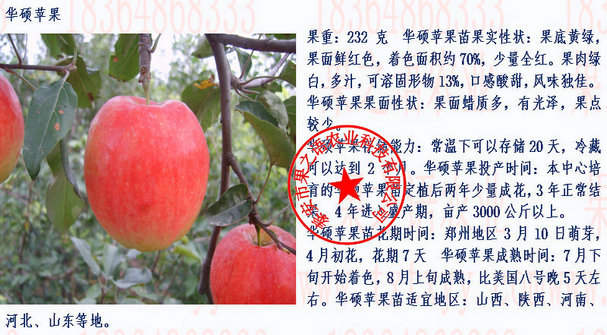 甘肃9公分苹果苗价格表咨询电话