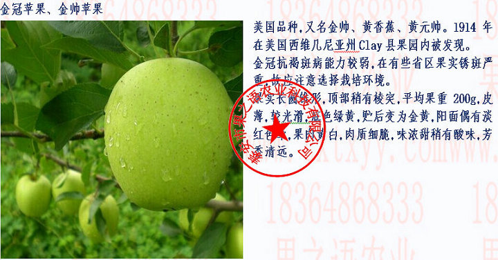 北京短枝苹果树苗价格2018新报价